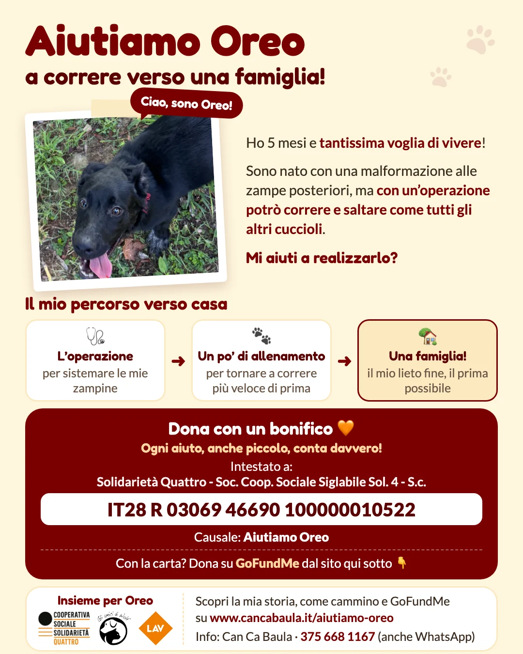 Aiutiamo Oreo a correre verso una famiglia!